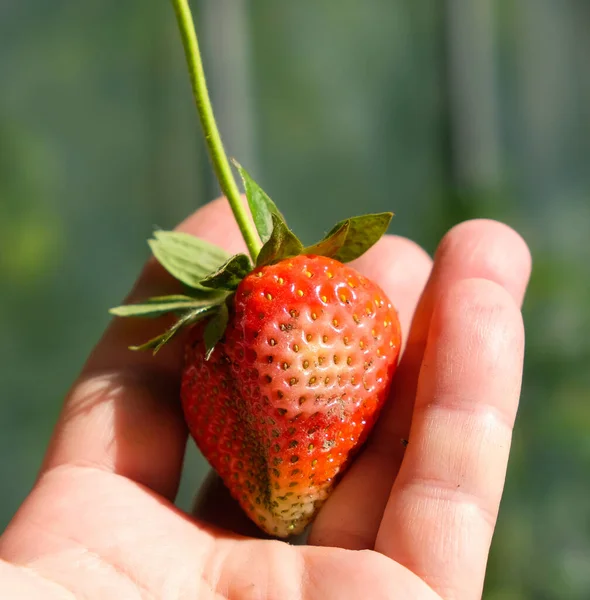 Sick strawberries in the woman\'s hand. Strawberry disease.