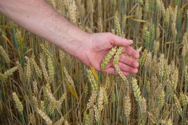 Уши Пшеницы Ладони Человека Фоне Пшеничного Поля Фермер Проверяет Зрелость — стоковое фото