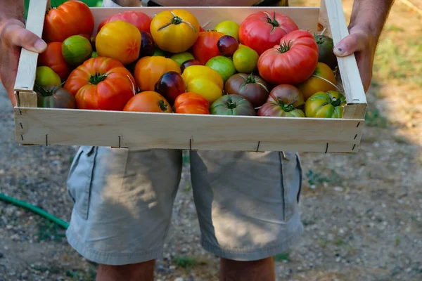 Caixa Madeira Com Tomates Nas Mãos Homem — Fotografia de Stock