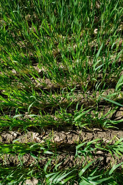 绿小麦 Alfisols Form Soil 乌克兰 — 图库照片