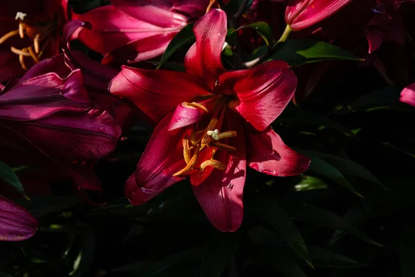 Rode Cerise Kleur Lelies Lily Tafeldans Tuin Goedenavond Gouden Uur — Stockfoto