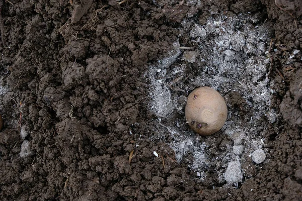 Potatoes with sprouts in the soil. Planting potatoes. Ash is added. Copy space.