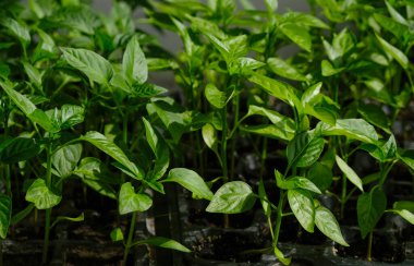 Paprika biberi fideleri. Ev ekimi.