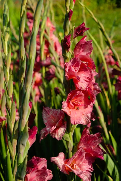 Roze Gladiool Regen Zonnige Herfstdag Insecten Bloemen — Stockfoto