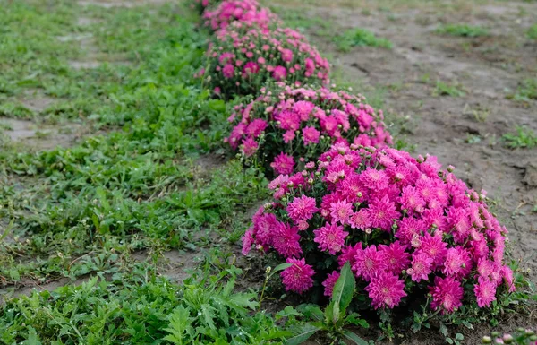 Fila Arbustos Crisantemo Rosa Después Lluvia Copiar Espacio —  Fotos de Stock