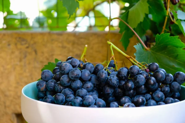 Fioletowe Winogrona Ceramicznej Misce Życie Domowe — Zdjęcie stockowe