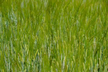 Baharda Ukrayna 'da çavdar tarlası. Boşluğu kopyala.