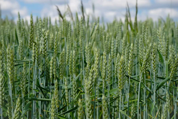 Green Wheat Field Sky Background Selective Focus — Stock Photo, Image