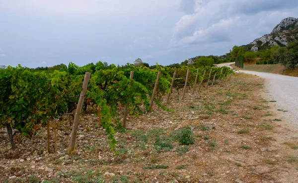 Přírodní Polní Cesta Organické Vinice Domaine Des Escaravailles Rasteau Provence — Stock fotografie