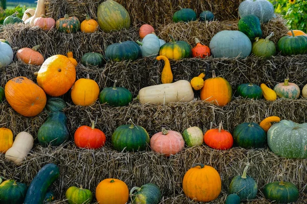 Bunte Kürbisse Auf Dem Stroh — Stockfoto