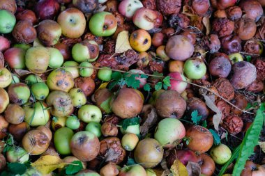 Bahçedeki gübre çukurunda çürük elmalar. Organik atık.