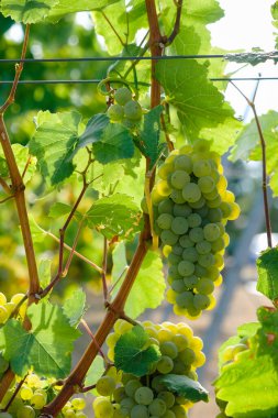 Sabahın köründe olgun üzümler. Rheinhessen şarap bölgesi. Almanya.