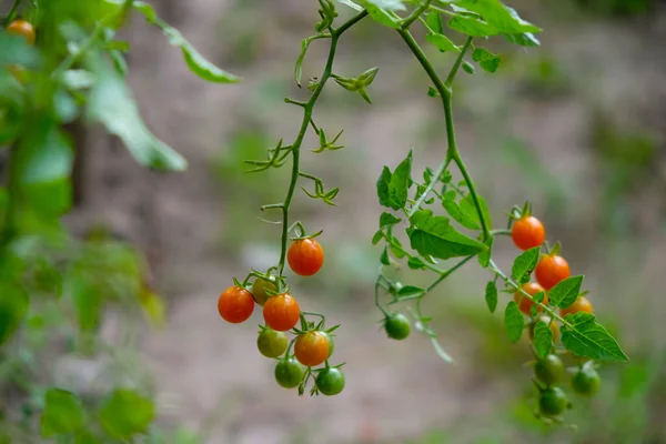 Red currant tomato in the garden. Home growing concept. Tomato disease concept.