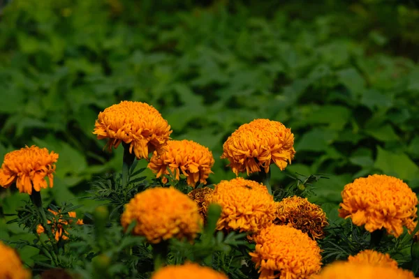 Marigold Green Background Copy Space — Stock Photo, Image