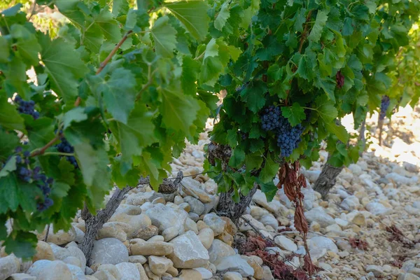 Vineyard on stony soil. A round pebble heated by the sun gives off heat to the vine. Domaine des Escaravailles, Rasteau, Provence, France.