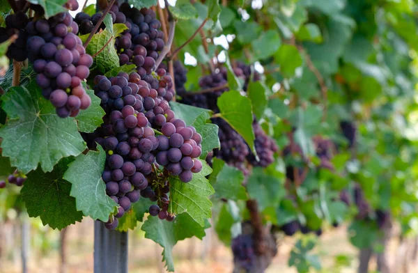 Ciemnoróżowe Winogrona Winnica Bodenheim Niemcy Przestrzeń Kopiowania — Zdjęcie stockowe