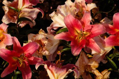 Koyu şeftali rengi zambaklar. Lilium 'Zelmira' yağmurdan sonra bahçede. Çiçek açmanın farklı aşamaları.