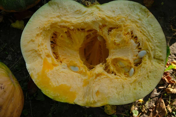 Sliced Fodder Pumpkin Fodder Farm Flesh Seeds Sunlight — Stock Photo, Image