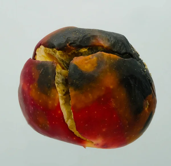 Rotten apple. Broken overripe apple. Mold and mildew.