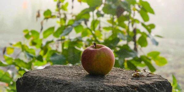Ett Äpple Spindelnät Ligger Stubbe Trädgården Höstmorgondimma Små Vattendroppar — Stockfoto