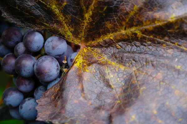 Purple grapes and brown grape leaves. Copy space.