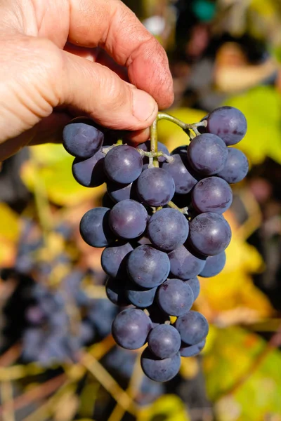 Winogrona Rękach Winiarza Pochodzenie Winnic Jesienny Słoneczny Dzień — Zdjęcie stockowe