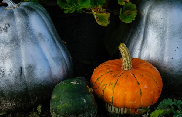 Oranje Zilveren Pompoenen Donkere Foto Halloween Ideeën — Stockfoto