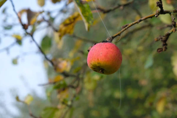 Jablko Pavučině Zahradě Podzimní Ranní Mlha Kopírovat Prostor — Stock fotografie