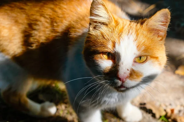 Ung Röd Katt Med Gula Ögon Porträtt Soligt Höstljus — Stockfoto