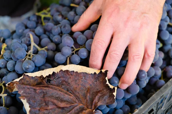Żniwa Jesienny Brązowy Liść Ręka Człowieka Pudełku Fioletowych Winogron — Zdjęcie stockowe