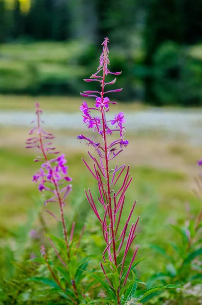 Macro Foto Van Geneeskrachtige Plant Vuurwier Een Weide Van Alpen — Stockfoto