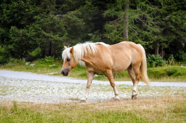 Красная Коричневая Лошадь Белой Гривой Ходит Лугу Итальянских Альпах Летом — стоковое фото