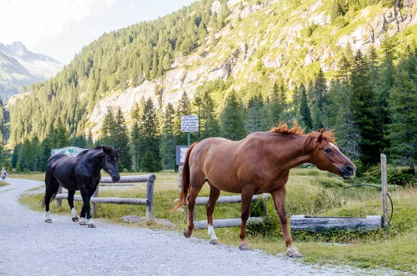 Две Лошади Черные Коричневые Идут Альпийской Долине Фоне Гор Деревьев — стоковое фото