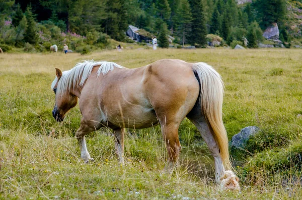 白い馬を持つ赤い茶色の馬は イタリアアルプスの牧草地 木々の背景を背景に緑の草の上を歩いています — ストック写真