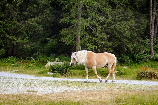 Красная Коричневая Лошадь Белой Гривой Ходит Лугу Итальянских Альпах Летом — стоковое фото
