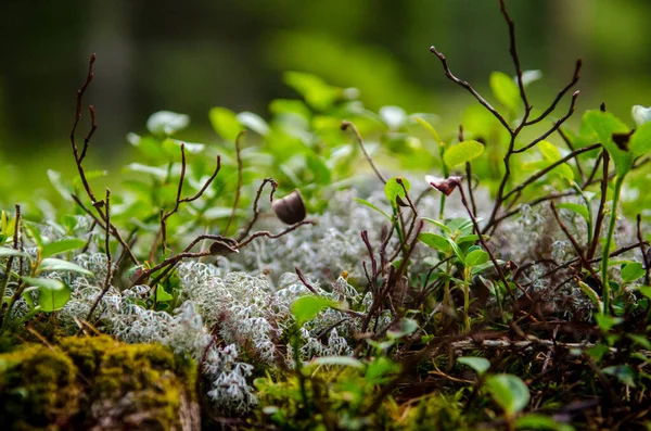 美丽的森林宏观画面 在背景模糊的森林里 有着干燥的黑色小植物分枝 绿色苔藓 灰色苔藓 — 图库照片#
