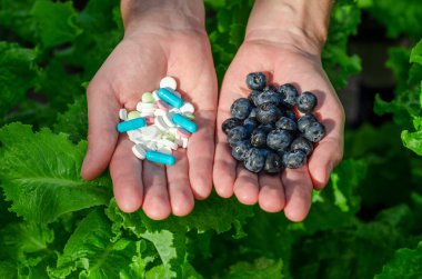 Taze yaban mersini ve beyaz haplar yeşil arka planda açık erkek avuçlarında bulunur. Sağlıklı gıda, hastalık ve tedaviyi seçme konusu