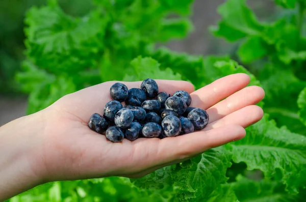 Fresh blueberry berries lie in an open male palm on a green background. The topic of healthy, ecological, vegan food