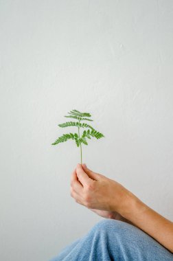 Yeşil eğrelti otunun genç filizi beyaz arka planda kot giyen genç bir kadının ellerinde tutulur.