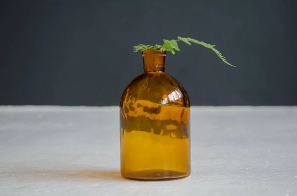 Blatt Von Grünem Farn Orangefarbener Transparenter Flasche Stehend Auf Weißem — Stockfoto