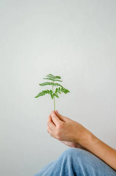 一种绿色蕨类植物的幼芽被一位穿着牛仔裤 背景为白色的年轻女子牵着 — 图库照片