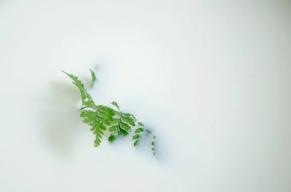 嫩绿的蕨叶寓于洁白牛奶浴 和平的概念 心理治疗和清洁 心理学或美容术相关文章的背景 — 图库照片