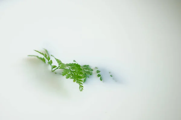 嫩绿的蕨叶寓于洁白牛奶浴 和平的概念 心理治疗和清洁 心理学或美容术相关文章的背景 — 图库照片