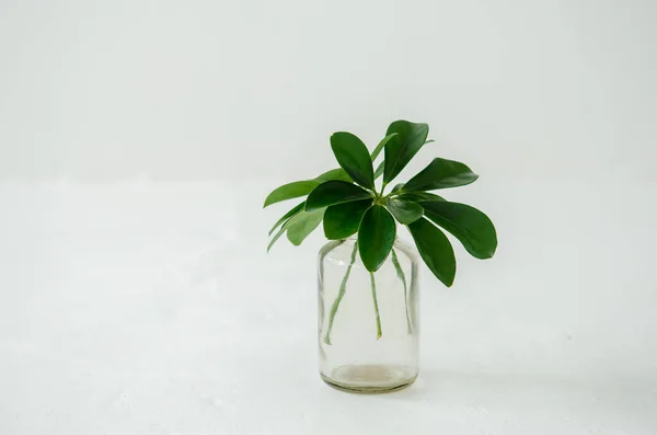Leaves Freshly Cut House Plant Schefflera Stand Transparent Jar White — Stock Photo, Image