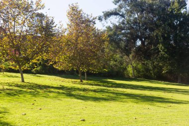 Çimenli ve ağaçlı yeşil park
