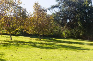Çimenli ve ağaçlı yeşil park güneşli bir gün