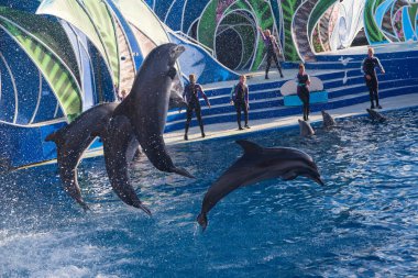 Tatlı yunuslar SeaWorld San Diego 'da oynuyor.