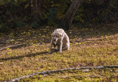 Parkta evsiz bir köpek.