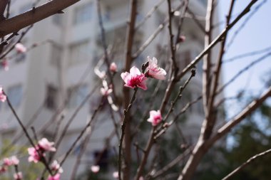 İlk pembe çiçekli bahar çubukları.