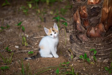 Evsiz kediler güzel kürk hayvanları